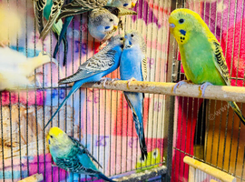Young budgies