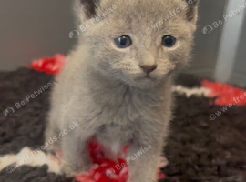 Pure Russian Blue kittens looking new home