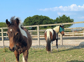 Beautiful Mare & Filly Foal