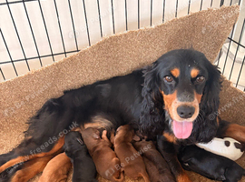 STUNNING KC REGISTERED COCKER SPANIEL PUPPIES