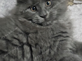Beautiful pedigree xl maine coon kittens