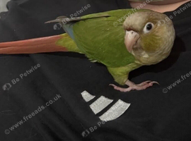 12 week old Green Cheek Conure