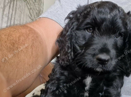 Cockapoo