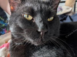 Cat for rehoming