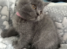 Stunning Blue Girl Purebred BSH