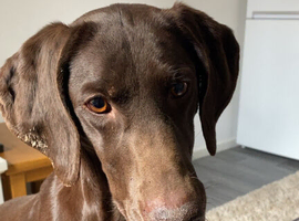 Pedigree German Shorthaired Pointer