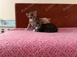 Bengal x Calico Kittens