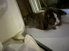 Rabbit and hutch