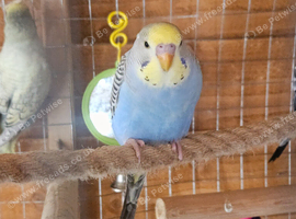 Budgies looking for new homes