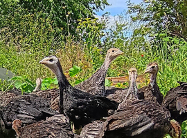 TURKEY POULTS - NORFOLK BLACK & NORFOLK BRONZE