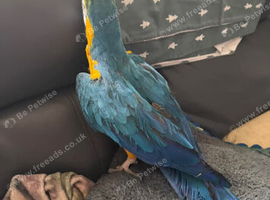 Silly tame bengji our macaw