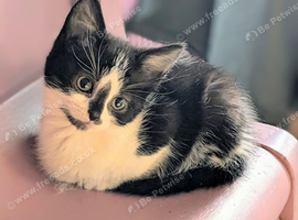 British Blue x kittens, wormed/flead/litter trained &pound;80