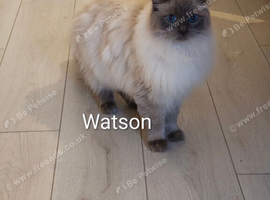 2 Male 1 year old TICA registered Ragdolls in need of rehoming