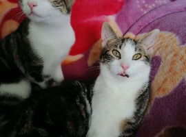 2 tabby&rsquo;s for sale