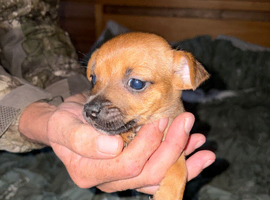 Jack Russell puppy&rsquo;s for sale