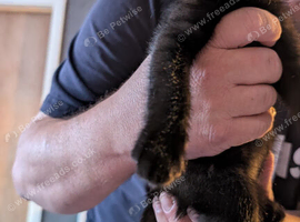 2 black mixed kittens