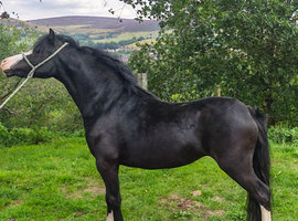 Gilfach Quinella Welsh Section A black Filly
