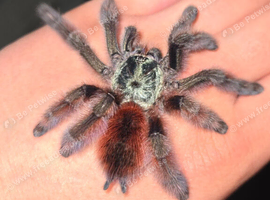 Lots of tarantulas for sale + scorpions and isopods. Message for more details