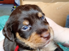 Cocker spaniel X terrier mix puppies