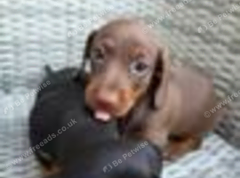 Miniture dachshund puppies