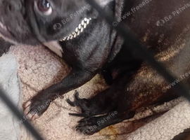 Frugg puppie frenchy/pug