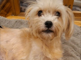 Stunning Shih Tzu puppies looking for for forever homes