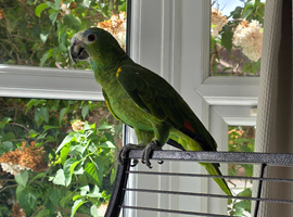 5yr Blue Fronted Amazon (Male)