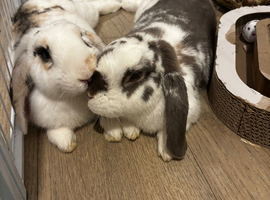 Pair of gorgeous mini lops
