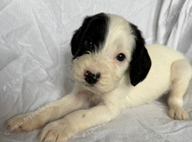 Beautiful cockapoo  Puppies boys and girls