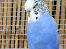 Male blue budgie