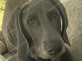 6 month blue Weimaraner