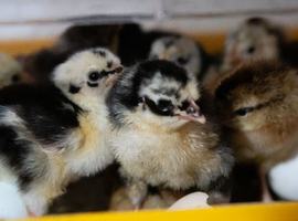 Exchequer Leghorn &ndash; Chicks & Hatching Eggs