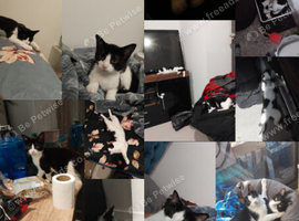 2X black and white female and male