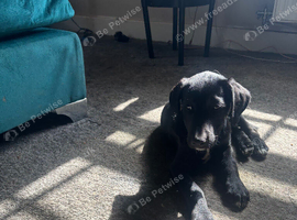 Borador dog Puppy