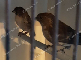 Pair of redpoll