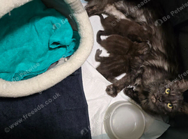 MainecoonX
