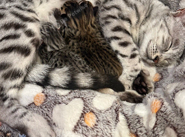 Bengal kittens