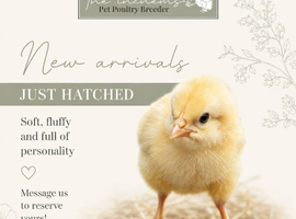 Day old chicks