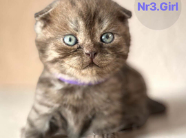 2 Straight & 4 Fold Full Pedigree Scottish Fold Kittens