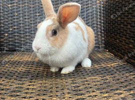 Female bunny