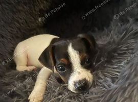 Mini Jack Russel