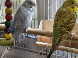 Baby Boy green Budgie