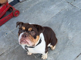 DWKC REGISTERED- female English bulldog