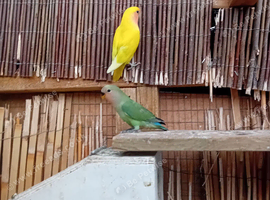 Lovebirds young and adult