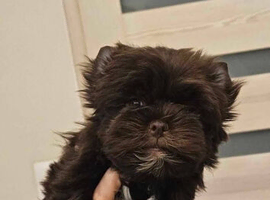 Chocolate Yorkshire Terrier Puppy