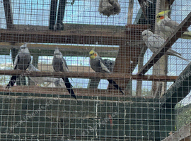 Adorable Cockatiels for sale and cages