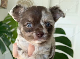 Gorgeous Chihuahua Puppies &ndash; Beautiful, Loving & Full of Character