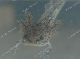 Axolotl babies for sale
