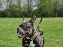 Jax the pocket bully