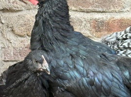 Jersey Giant x Barnevelder